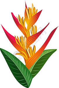 七叶树科植物外来花朵 热带森林植物 明亮的七相插画