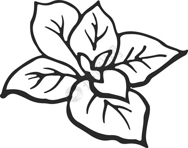 玫瑰花茶原料手绘式的叶子 阿罗马薄荷 新鲜烹饪原料插画