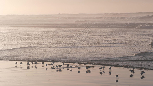 海洋海浪和沙鼠鸟在海滩上奔波 小沙管小船浮游的海鸟教头支撑婴儿海岸日落动物群海景跑步鸟类千鸟背景图片