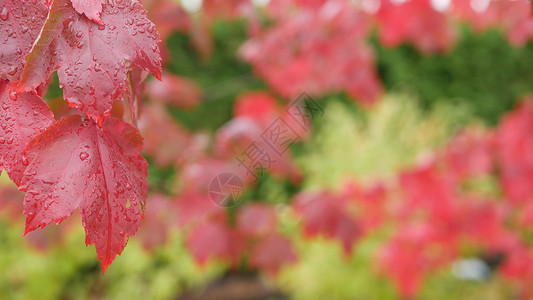 雨滴 红色的秋天枫树叶 水滴 湿落叶在森林里叶子绿色植物公园季节树叶湿度天气清爽高清图片素材
