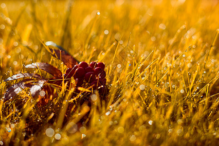 秋秋秋 秋天的横幅 落幕日光下橙色草地背景图片