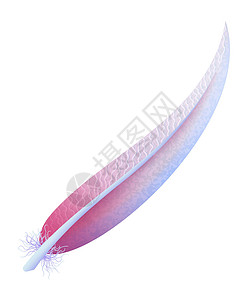 彩虹澳洲鹦鹉色彩多彩的羽毛 以卡通风格弯曲的糊面设计图片