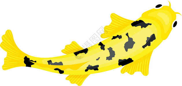 黄湖鱼顶端视图背景图片