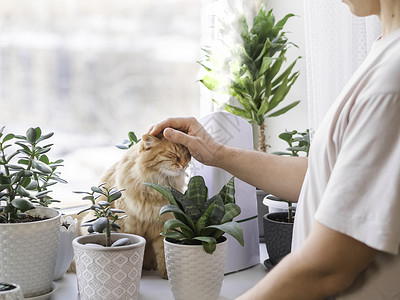 男人抚摸可爱的姜猫 室内植物中的超声波加湿器 窗台上有多肉植物的花盆 水蒸汽滋润家中干燥的空气 电动设备和毛茸茸的宠物树叶季节呼背景图片