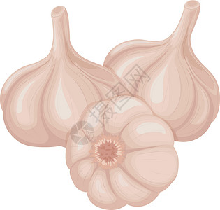 去皮大蒜头大蒜头的图象用于调料 烹饪的维生素产品白底隔绝的矢量插图营养灯泡食物植物芳香饮食收成味道丁香调味品插画