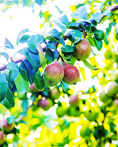 在梨树上生长的梨梨 梨园选择性重点植物季节花园农业园艺收成食物饮食小吃叶子背景图片