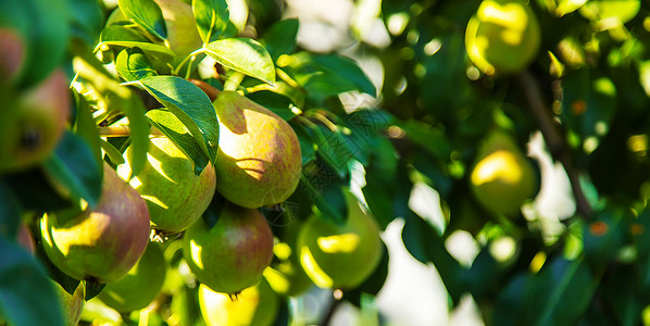在梨树上生长的梨梨 梨园选择性重点农场饮食收成小吃植物食物叶子水果果园园艺背景图片