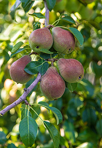 在梨树上生长的梨梨 梨园选择性重点收成水果植物叶子农场饮食农业小吃果园园艺背景图片