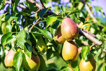在梨树上生长的梨梨 梨园选择性重点叶子饮食水果季节农业农场植物果园花园收成背景图片