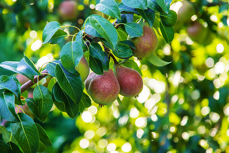 在梨树上生长的梨梨 梨园选择性重点季节水果饮食园艺收成果园植物农场小吃农业背景图片