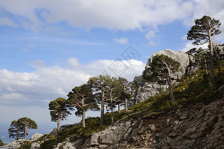 植树线蓝天斜度多云天空蓝色风景高清图片