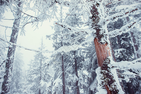 冬天魔法冰雪覆盖着奇怪的树枝背景