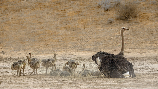埃托沙潘南非Kgalagadi跨界公园的非洲Ostrich母亲鹤科小鸡沙漠女性目的地少年家庭驱动动物背景