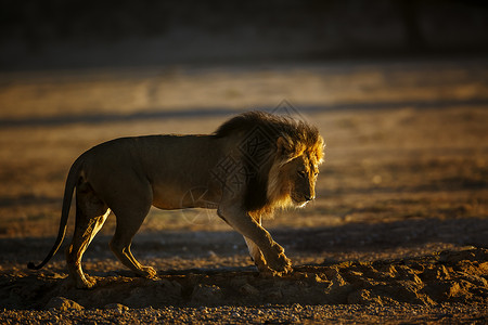 埃托沙潘在南非Kgalagadi跨界公园的非洲狮子哺乳动物猫科野性野生动物动物旅游男性气候沙漠驱动背景
