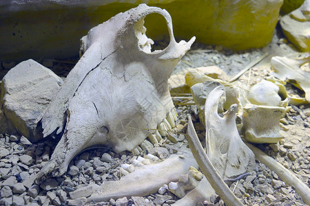 一只大型动物的骨骼和骨骼 活下来后会留下背景图片