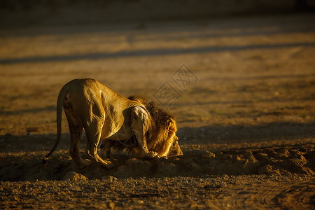 生物圈在南非Kgalagadi跨界公园的非洲狮子保护区旅游目的地哺乳动物动物游戏荒野捕食者自然保护区猫科背景