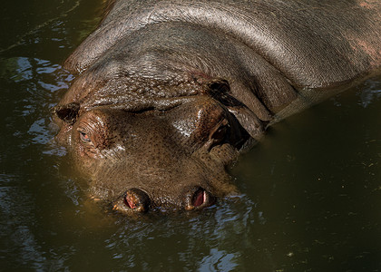 游泳池中大型动物群动物园马色水池哺乳动物动物危险照片游泳河马用途背景图片