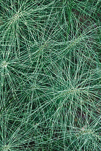 天然的马尾草绿色背景 垂直照片背景图片