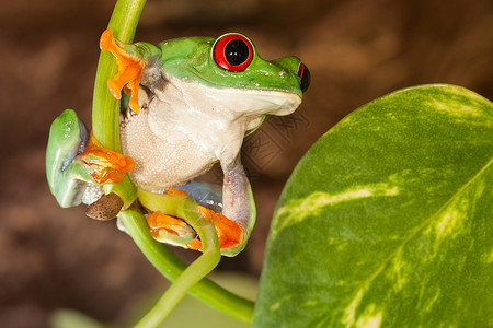 异国情调青蛙红眼青蛙在植物上背景
