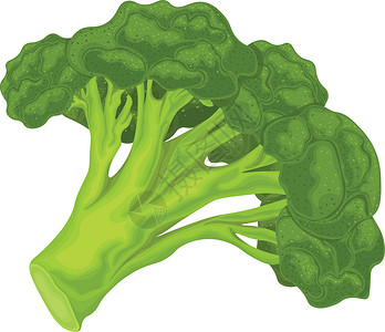 西兰花 成熟西兰花的图像 维生素蔬菜 有机食品 绿色西兰花 在白色背景上孤立的矢量图食物饮食植物网络收成花园美食烹饪杂货店农业设计图片