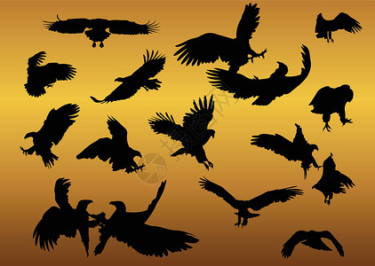 环尾狐猴飞行时尾的白尾鹰环影矢量组设计图片