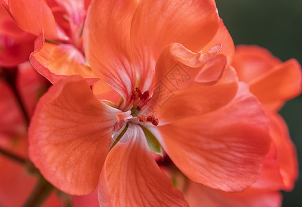 常春藤天竺葵在阳光明媚的一天 紧贴美丽的橙色花朵背景