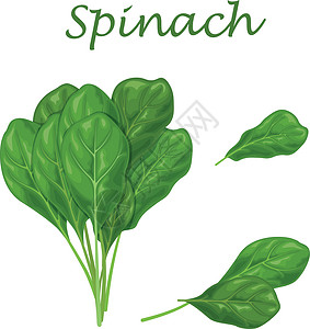 当地植物群Spinach 绿色菠菜叶 沙拉和烹饪用绿色菠菜叶的图像绿色植物美食卡通片叶子绘画农业健康植物树叶植物群插画