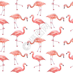 夏季可爱图案粉红色火烈鸟的无缝图案 热带异国情调的鸟玫瑰火烈鸟在白色背景下被隔离 水彩手绘逼真的动物插图 夏季鸟类野生动物 打印包装纸壁纸卡背景