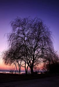 日落后扫柳的树影高清图片