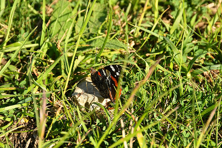 春天在德国草地的孔雀蝴蝶背景图片