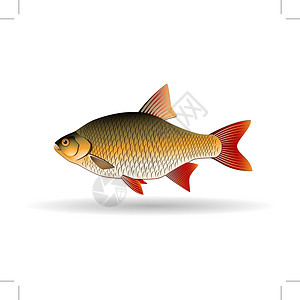 淡水野生鲫鱼Rudk 鲤鱼家族的淡水鱼类 现实化插图 矢量图像插画