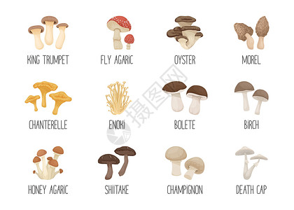 矢量食用和有毒的不可食用蘑菇 手绘卡通蘑菇图标集 在白色隔绝的不同的蘑菇 飞木耳 香菇 死亡帽 香菇 金针菇 小号王 牛肝菌背景图片