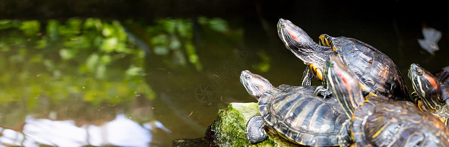 巴西海龟或红毛滑板日光浴 水池附近有冰雪 海龟栖息在水面旁线虫高清图片素材