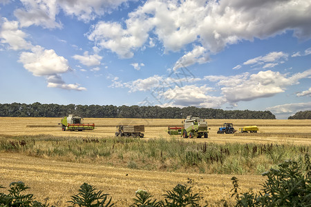 稻草拖拉机收割小麦 合并收割者农业机械 收集田野上的黄金小麦背景
