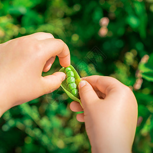 生完孩子儿童手里有新鲜的青豆季节食物种植种子收成杂货店粮食童年叶子园艺背景