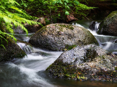 林间小河溪水缓缓流淌 长满苔藓的河流岩石 长满苔藓的森林河流景观 福雷斯特河溪流背景图片