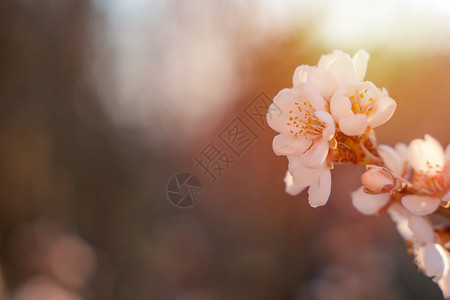 从樱花芽开花反对日落的杏仁树的花 与开花的树和太阳耀斑的美丽的自然场面 春天的花朵 美丽的果园 文本的春天空间紫色植物叶子宏观白色粉色天空樱背景