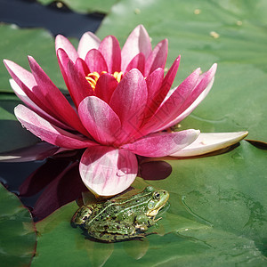 一只百合花一朵粉红百合花和一只青蛙 坐在旁边的绿叶上植物情调花瓣水生植物正方形植物群紫色叶子动物异国背景