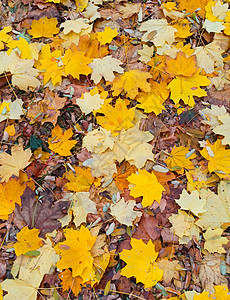 秋天的多彩叶子倒在地上背景图片