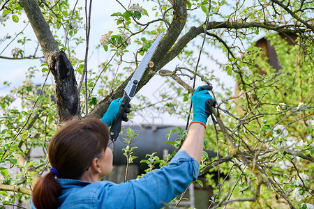 戴着手套与花园的女园艺人看到在苹果树上砍掉一个干枝子爱好园艺果园工人工具季节果树刀刃工作干枝背景图片