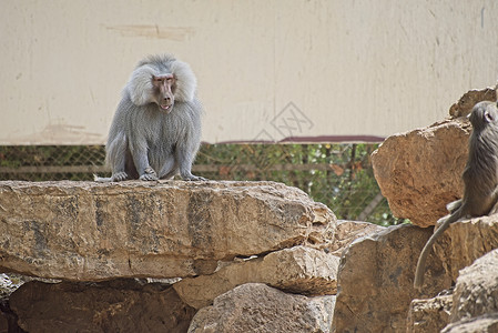 哈马尔猴痘毛皮高清图片