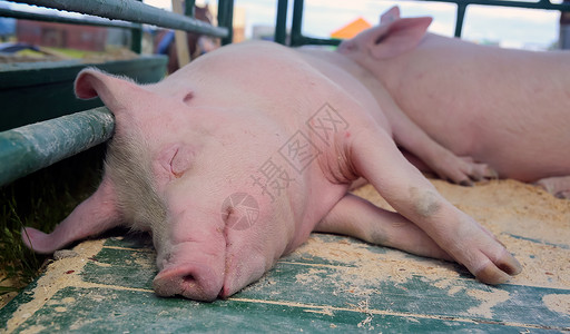养猪宠物胖的图片素材