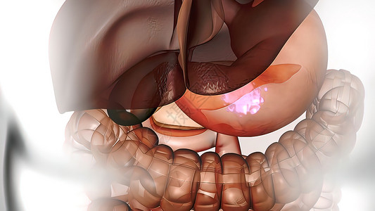 胃食管人类消化系统中的消化过程的过程循环蓝色管子飞机食管肾脏膀胱肠子横幅尿道背景