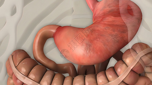 胃食管人类消化系统中的消化系统阴影蓝色技术尿道横幅身体食管肠子插图背景
