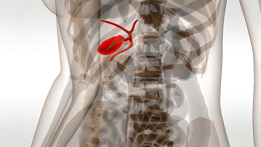带有器官的女球囊医疗扫描解剖卫生男人科学肠胃身体外科胰腺膀胱肝硬化保健健康高清图片素材