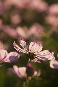 花朵在花园里植物绿色粉色背景图片