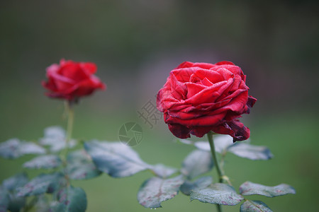 花朵在花园中盛开的红玫瑰花朵玫瑰植物植物群公园花瓣红色背景图片