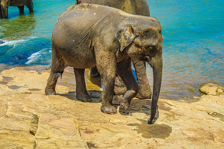 大象戏水野象图像斯里兰卡平纳拉眼睛家族生物动物天空野生动物鼻子陆地荒野团体背景