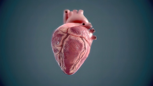 华阴老腔人类心脏 现实的解剖3D模型 人的心脏在监视器上动脉阀门心肌起搏器节点病人中庭男人解剖学心室背景