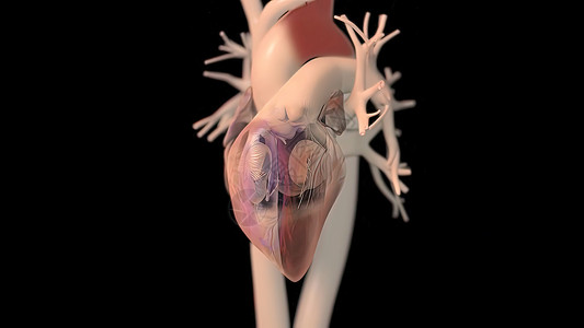 华阴老腔人类心脏 现实的解剖静脉阀门起搏器心肌疼痛心室动脉节点身体伤害背景